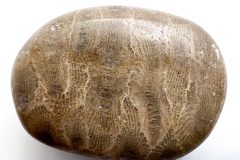 Petoskey Stone on Side (Rear)