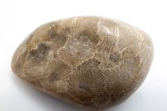 Petoskey Stone on Side (Front)