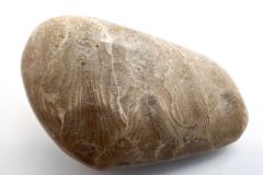 Petoskey Stone on Side (Rear)