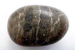 Petoskey Stone on Side (Front)