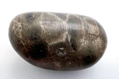 Petoskey Stone on Side (Rear)