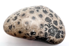 Light brown with black Petoskey Stone (Front)