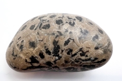 Light brown with black Petoskey Stone (Rear)