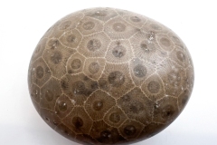 Medium Brown Petoskey Stone (Front)
