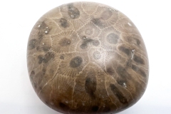 Medium Brown Petoskey Stone (Rear)