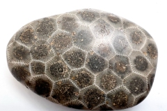 Dark Brown Petoskey Stone (Front)