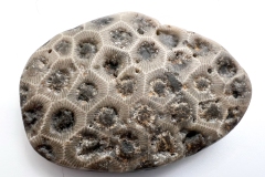 Dark Brown Petoskey Stone (Rear)