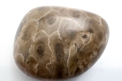 Medium Brown with Dark Brown Petoskey Stone (Front)