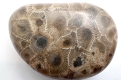 Multicolored (Rear)