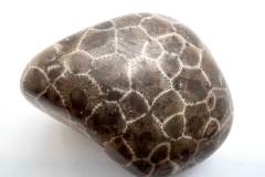 Dark Brown Petoskey Stone (Front)