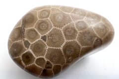 Dark Brown Petoskey Stone (Rear)
