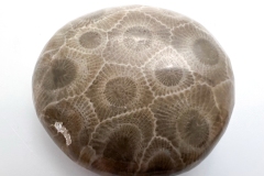 Medium Brown Petoskey Stone (Front)