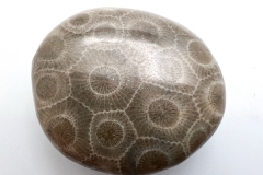 Medium Brown Petoskey Stone (Rear)