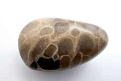 Petoskey Stone (Rear)