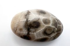 Tan with Black Petoskey Stone (Front)
