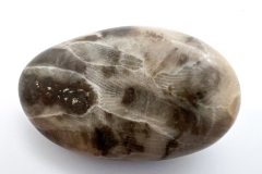 Petoskey Stone (Rear)
