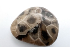 Light Brown with Medium Brown and Black Petoskey Stone (Front)