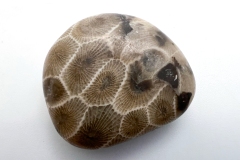 Petoskey Stone (Rear)