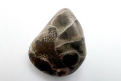 Thumbnail Petoskey Stone (Front)