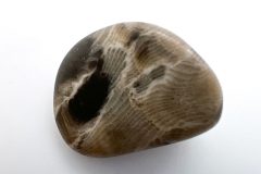 Thumbnail (Rear)