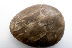 Petoskey Stone (Rear)