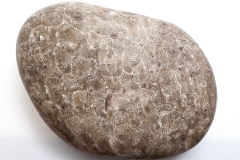 Beige Petoskey Stone (Front)
