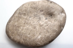 Beige Petoskey Stone (Rear)
