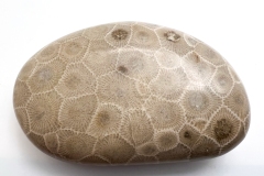 Light Brown Petoskey Stone (Front)