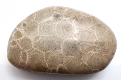 Petoskey Stone (Rear)
