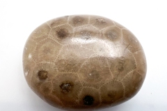 Light Brown Petoskey Stone (Front)