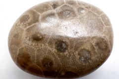 Petoskey Stone (Rear)