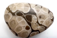 Off-white with Dark Brown Petoskey Stone (Front)
