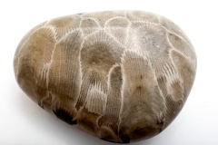 Petoskey Stone (Rear)