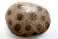 Medium Brown with Dark Brown Petoskey Stone (Front)