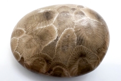 Petoskey Stone (Rear)