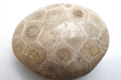 Tan Petoskey Stone (Front)