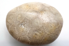 Petoskey Stone (Rear)