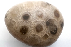 Light Brown with Medium and Dark Brown Petoskey Stone (Front)