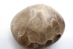 Petoskey Stone (Rear)