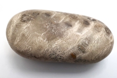 Off-white Petoskey Stone (Front)