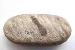 Petoskey Stone (Rear)