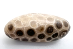 Off-white with Dark Brown and Crinoid Petoskey Stone (Front)