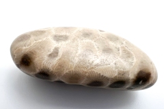 Petoskey Stone (Rear)