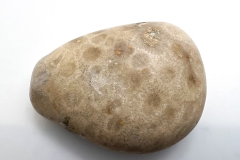 Light Brown Petoskey Stone (Front)