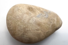 Petoskey Stone (Rear)