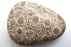 Light Brown Petoskey Stone (Front)
