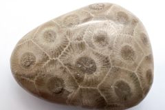 Petoskey Stone (Rear)