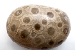 Light Brown Petoskey Stone (Front)