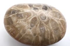 Petoskey Stone (Rear)