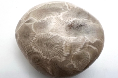 Light Gray Petoskey Stone (Front)